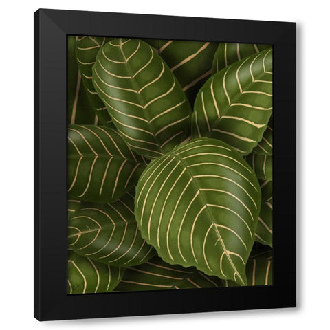 Aphelandri Leopoldi Black Modern Wood Framed Art Print by Fab Funky