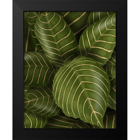 Aphelandri Leopoldi Black Modern Wood Framed Art Print by Fab Funky