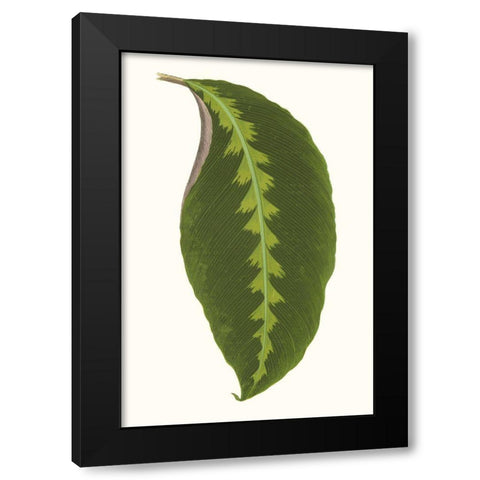 Collected Leaves I Black Modern Wood Framed Art Print with Double Matting by Vision Studio