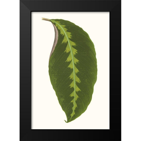 Collected Leaves I Black Modern Wood Framed Art Print by Vision Studio