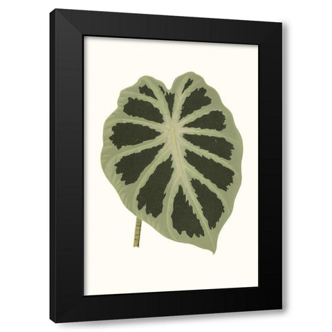 Collected Leaves VII Black Modern Wood Framed Art Print with Double Matting by Vision Studio