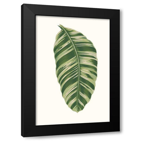 Collected Leaves XI Black Modern Wood Framed Art Print with Double Matting by Vision Studio