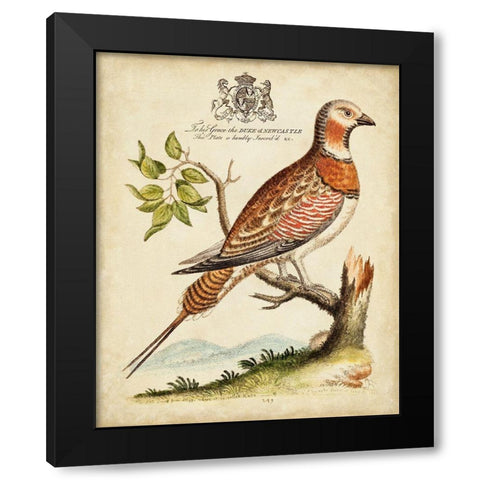 Regal Birds I Black Modern Wood Framed Art Print by Edwards, George