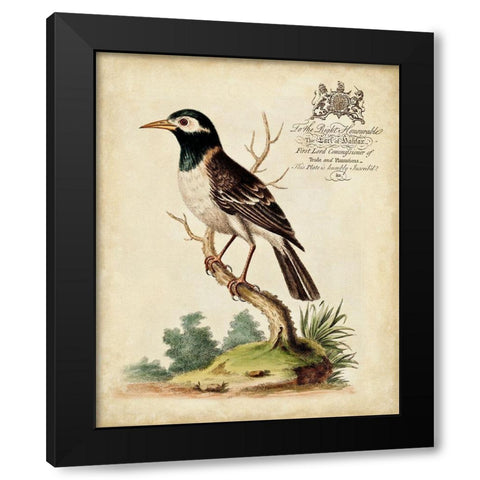 Regal Birds II Black Modern Wood Framed Art Print with Double Matting by Edwards, George