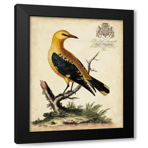 Regal Birds III Black Modern Wood Framed Art Print with Double Matting by Edwards, George