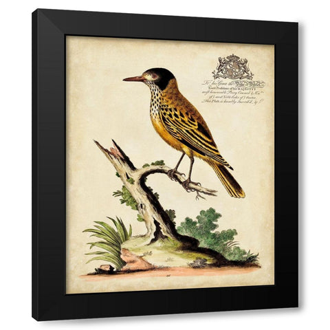 Regal Birds IV Black Modern Wood Framed Art Print by Edwards, George