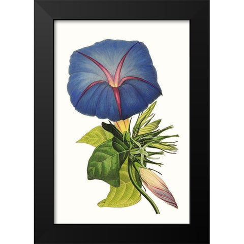 Paxton Florals I Black Modern Wood Framed Art Print by Paxton