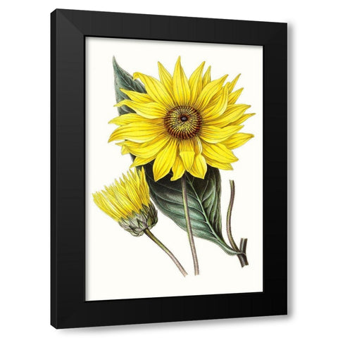 Paxton Florals II Black Modern Wood Framed Art Print by Paxton
