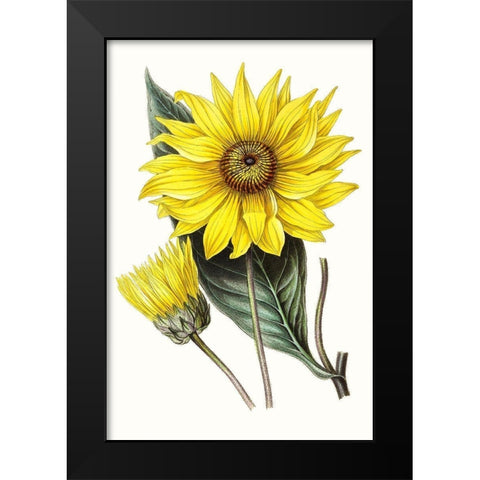 Paxton Florals II Black Modern Wood Framed Art Print by Paxton
