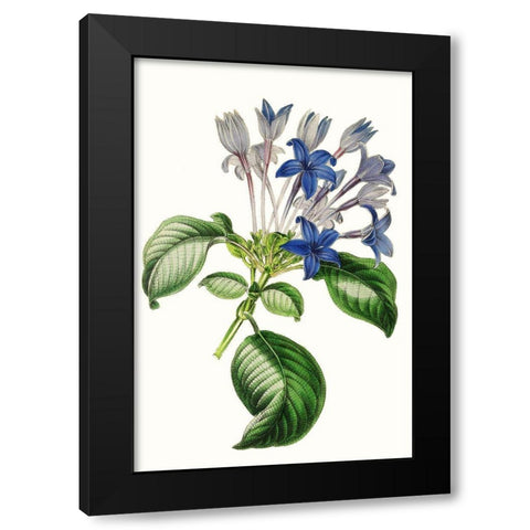 Paxton Florals IV Black Modern Wood Framed Art Print by Paxton