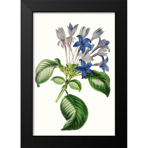 Paxton Florals IV Black Modern Wood Framed Art Print by Paxton