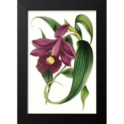 Paxton Florals V Black Modern Wood Framed Art Print by Paxton