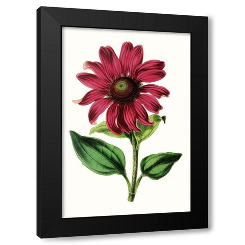 Paxton Florals VI Black Modern Wood Framed Art Print by Paxton
