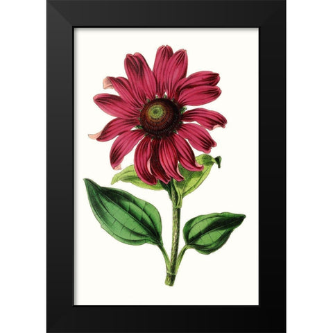 Paxton Florals VI Black Modern Wood Framed Art Print by Paxton