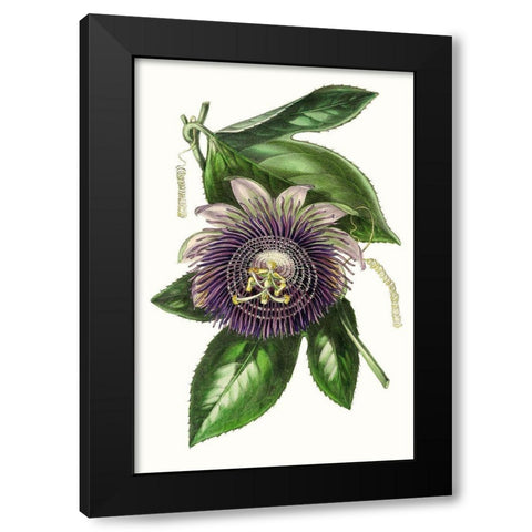 Paxton Florals VII Black Modern Wood Framed Art Print by Paxton