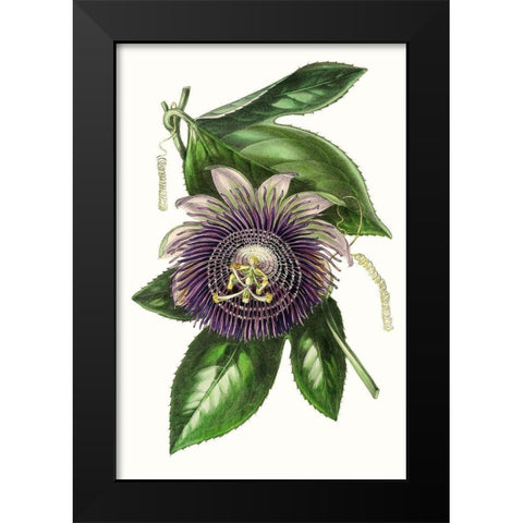 Paxton Florals VII Black Modern Wood Framed Art Print by Paxton
