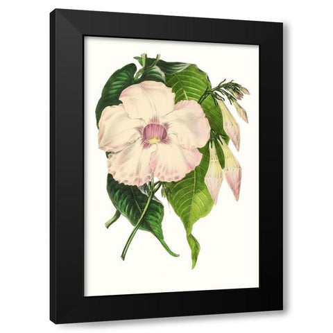 Paxton Florals VIII Black Modern Wood Framed Art Print by Paxton