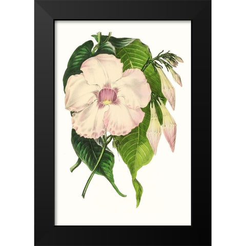 Paxton Florals VIII Black Modern Wood Framed Art Print by Paxton