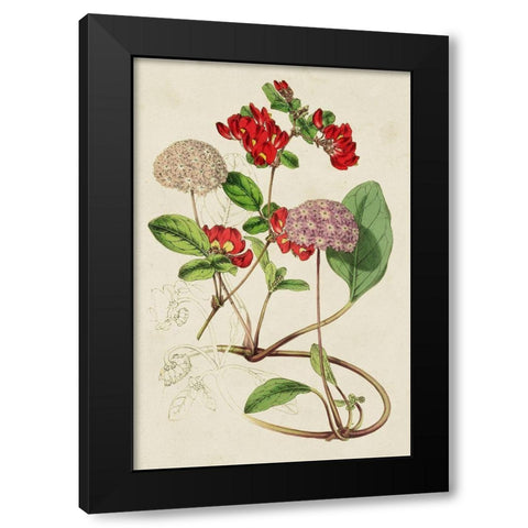 Paxton Botanical Pairing III Black Modern Wood Framed Art Print by Paxton