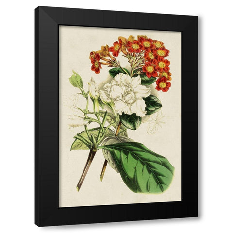 Paxton Botanical Pairing V Black Modern Wood Framed Art Print by Paxton