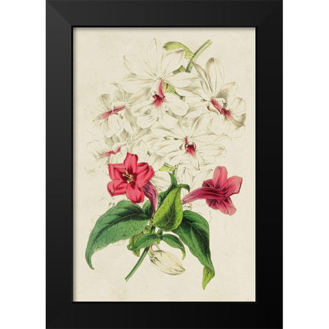 Paxton Botanical Pairing VI Black Modern Wood Framed Art Print by Paxton
