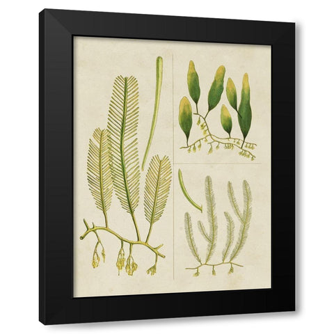Vintage Sea Grass I Black Modern Wood Framed Art Print with Double Matting by Vision Studio