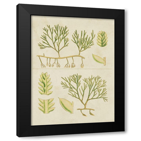 Vintage Sea Grass II Black Modern Wood Framed Art Print with Double Matting by Vision Studio