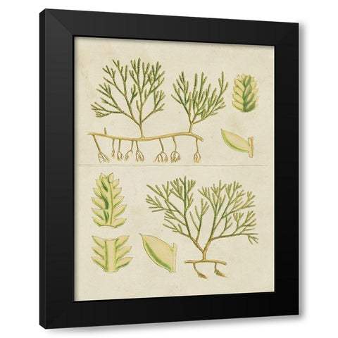 Vintage Sea Grass II Black Modern Wood Framed Art Print by Vision Studio