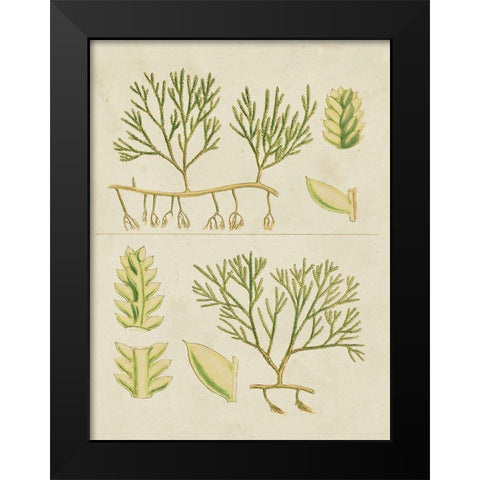 Vintage Sea Grass II Black Modern Wood Framed Art Print by Vision Studio