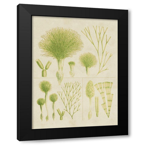 Vintage Sea Grass III Black Modern Wood Framed Art Print with Double Matting by Vision Studio