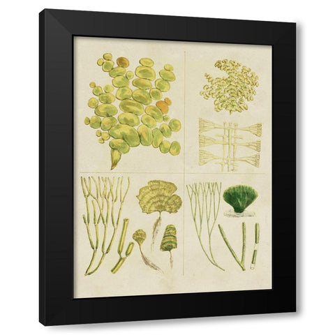 Vintage Sea Grass IV Black Modern Wood Framed Art Print with Double Matting by Vision Studio