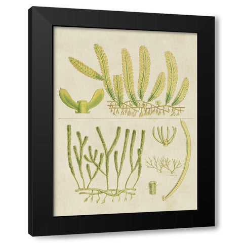 Vintage Sea Grass V Black Modern Wood Framed Art Print with Double Matting by Vision Studio