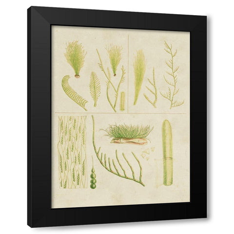 Vintage Sea Grass VI Black Modern Wood Framed Art Print with Double Matting by Vision Studio