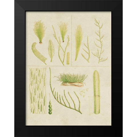 Vintage Sea Grass VI Black Modern Wood Framed Art Print by Vision Studio