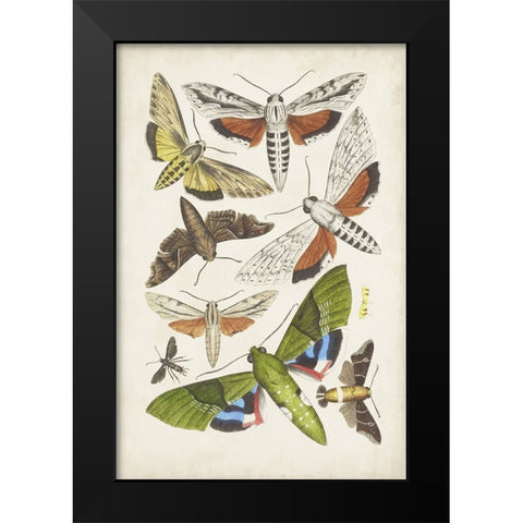 Antique Moths II Black Modern Wood Framed Art Print by Unknown