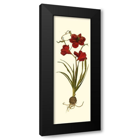 Custom Amaryllis Panel I Black Modern Wood Framed Art Print with Double Matting by Vision Studio