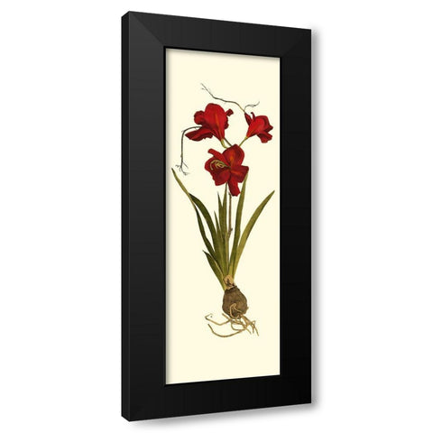 Custom Amaryllis Panel II Black Modern Wood Framed Art Print with Double Matting by Vision Studio