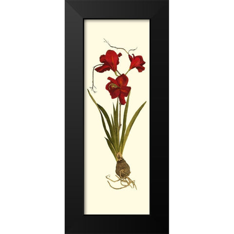 Custom Amaryllis Panel II Black Modern Wood Framed Art Print by Vision Studio