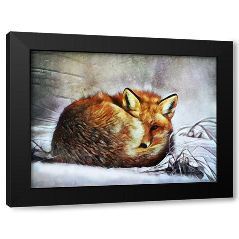 Red Fox Curl Up Black Modern Wood Framed Art Print by Aldridge, Ashley