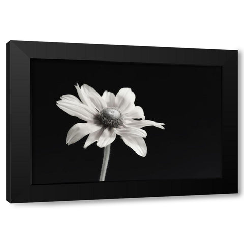 Elegance Floral I Black Modern Wood Framed Art Print with Double Matting by Poinski, Dianne