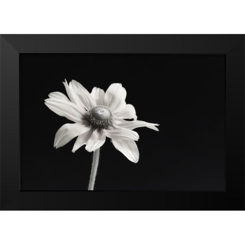 Elegance Floral I Black Modern Wood Framed Art Print by Poinski, Dianne