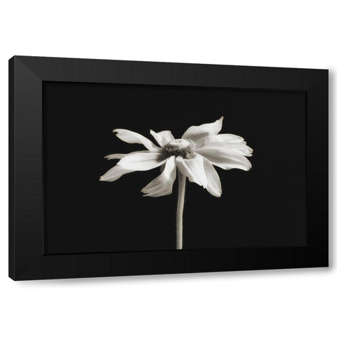 Elegance Floral II Black Modern Wood Framed Art Print by Poinski, Dianne
