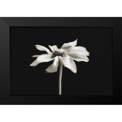Elegance Floral II Black Modern Wood Framed Art Print by Poinski, Dianne