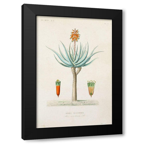 Antique Tree with Fruit I Black Modern Wood Framed Art Print with Double Matting by Unknown