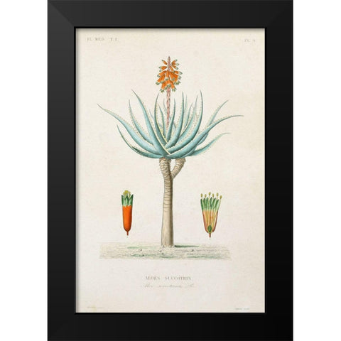 Antique Tree with Fruit I Black Modern Wood Framed Art Print by Unknown