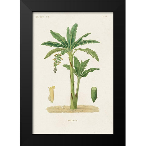 Antique Tree with Fruit III Black Modern Wood Framed Art Print by Unknown