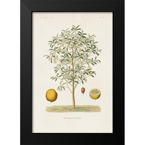 Antique Tree with Fruit IV Black Modern Wood Framed Art Print by Unknown