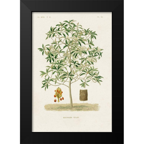 Antique Tree with Fruit VI Black Modern Wood Framed Art Print by Unknown