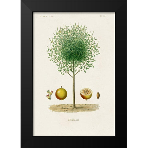 Antique Tree with Fruit VII Black Modern Wood Framed Art Print by Unknown