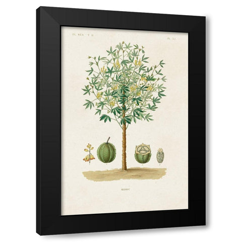 Antique Tree with Fruit VIII Black Modern Wood Framed Art Print with Double Matting by Unknown